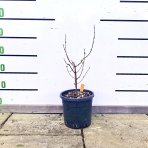 Zimovec včasný (Chimonanthus praecox) výška 20-30 cm, kont.C3L